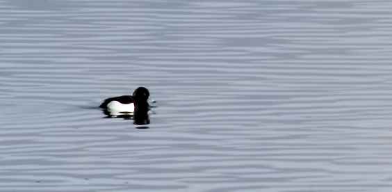 Tufted Duck